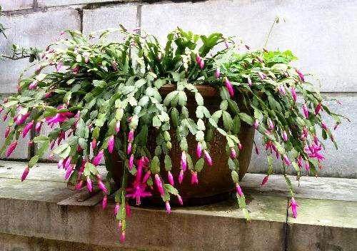 刘华：盆景和盆栽花卉种植销售