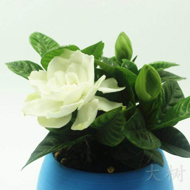 盆栽花卉秋季养护要点