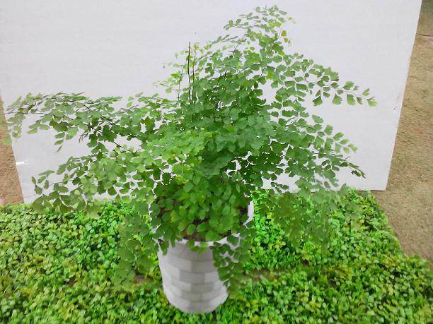 盆栽花卉黄叶诊断及防治