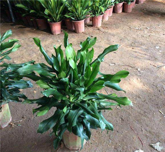 盆栽花卉培养土的准备