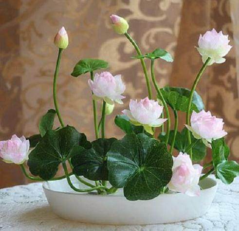 盆栽花卉的施肥要点