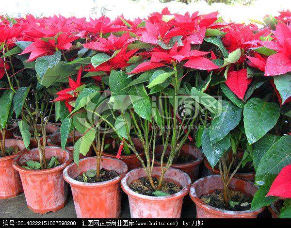 冬季盆栽花卉--一品红