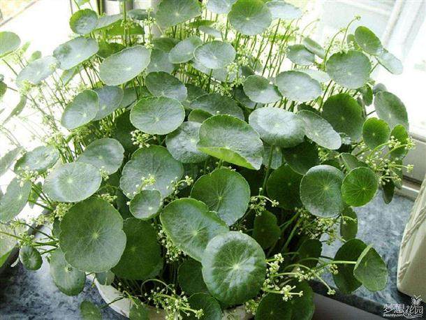 盆栽花卉叶片发黄的原因及防治