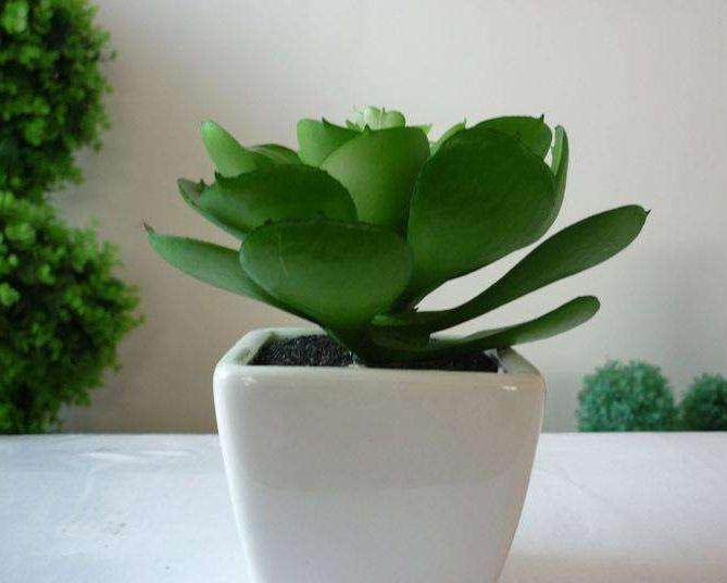 新潮盆栽花卉&mdash;宝莲花