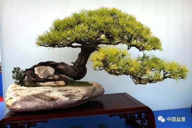 盆景优美的意境令人神往