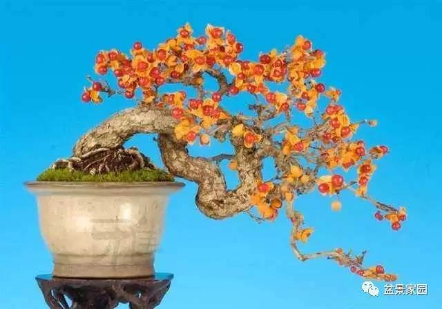 盆景配盆有技巧,你知道多少?