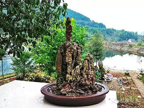 树桩盆景放置在什么地方才好?