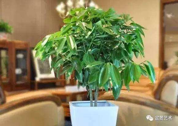 平安树盆栽叶子枯黄的原因及防治