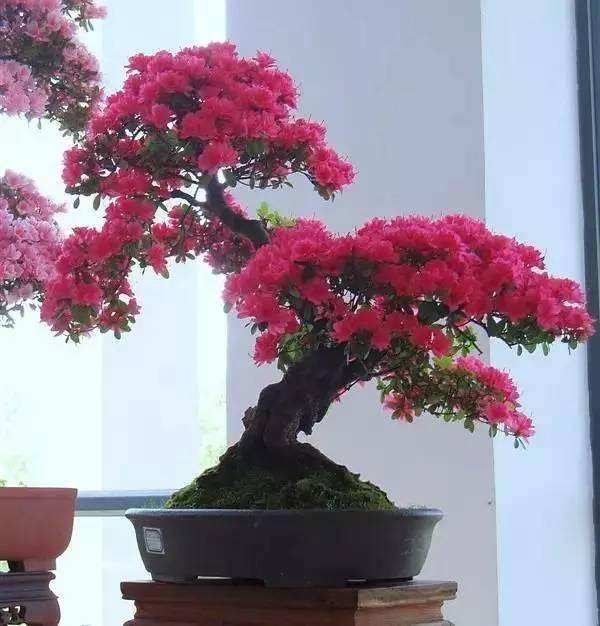 盆景不仅仅是艺术,还藏着好多的科学知识!