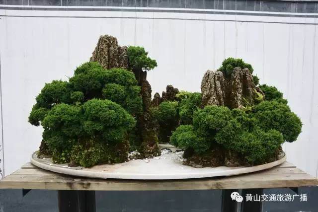 徽派盆景始于南宋,鼎盛于明、清,久享盛誉