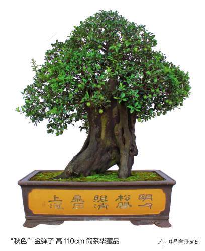 中国盆景艺术家协会官方出品