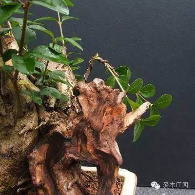 玩盆景 502还有如此妙用