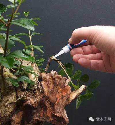 玩盆景 502还有如此妙用