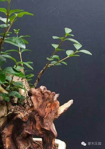 玩盆景 502还有如此妙用