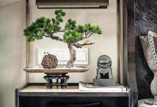 浇水的盆景为何会干枯死?