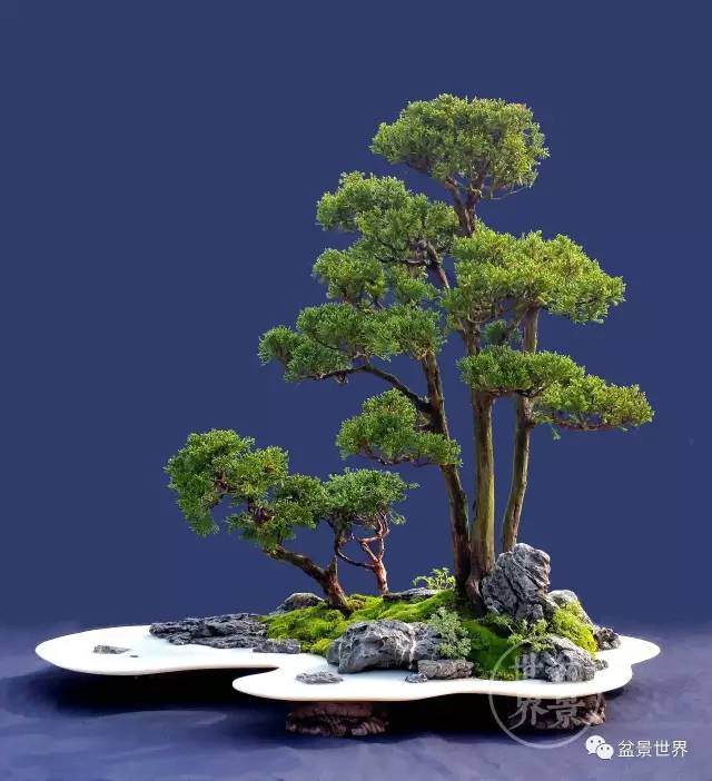  突出民族风格，展示意境魅力&mdash;&mdash;中日盆景交流的思考与现场示范表演