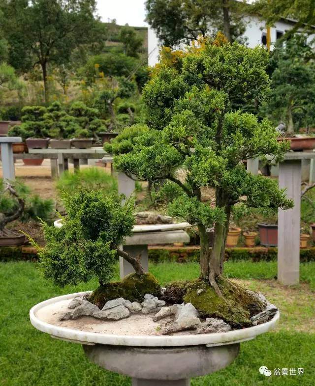 中日盆景交流的思考与现场示范表演