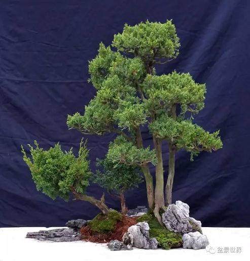 论中日盆景艺术的关系及其经济效益