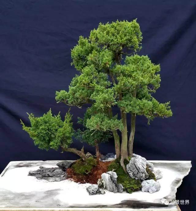 中日友好盆景园