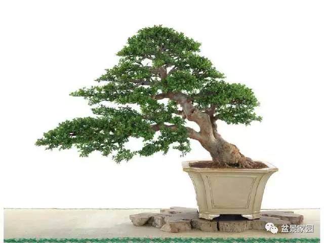 24年的榔榆栽种经验，榔榆盆景截根留根原则