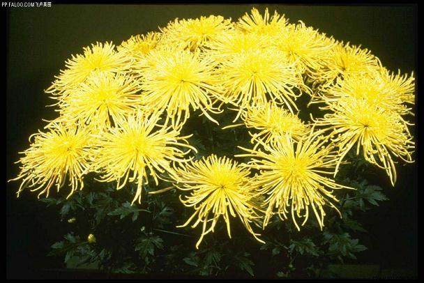 做好家庭盆栽花卉越冬管理