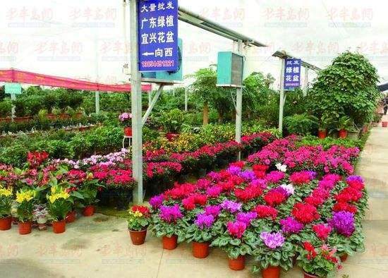 盆栽花卉蚜虫防治方法