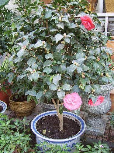 盆栽花卉分类多 作用大