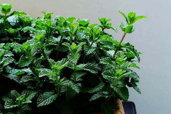 台风过后盆栽花卉挽救技术措施