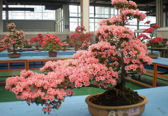 盆栽花卉如何正确使用生物有机肥