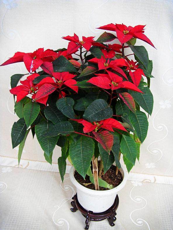 长沙花卉大世界要拆了 盆景降价了 但花比平时还贵