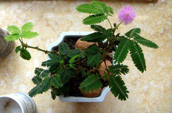 家庭盆栽植物招小虫 “土办法”更有效