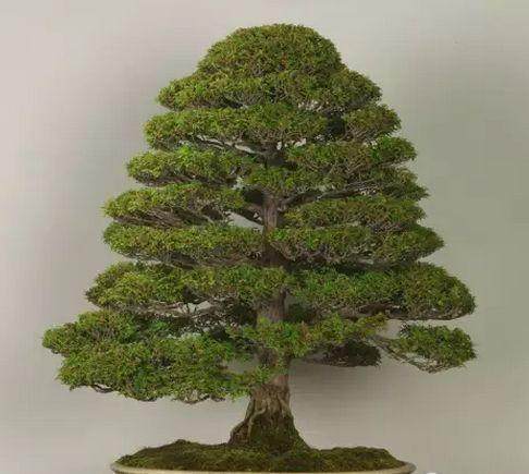 2003年度&ldquo;鼎园盆景创作奖&rdquo;评选方案