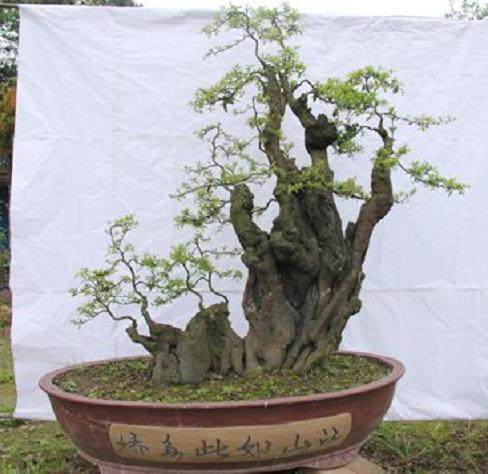 “花木盆景20年”有奖阅读知识竞赛试题B卷