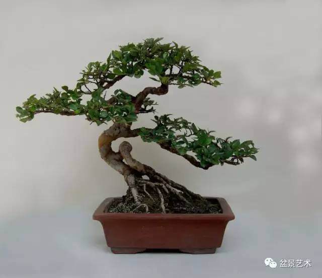 【盆景艺术】榔榆老桩盆景的采挖与培育