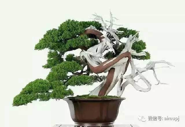 盆景大师的黑松养护经验谈,绝对实用的盆景资料