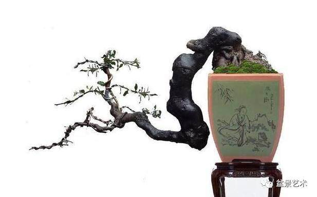 盆景缠线的要领须知