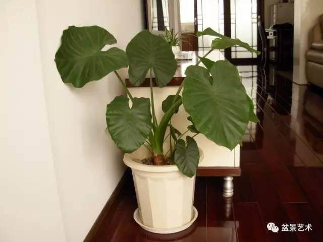 【盆景艺术】滴水观音叶子发黄怎么办