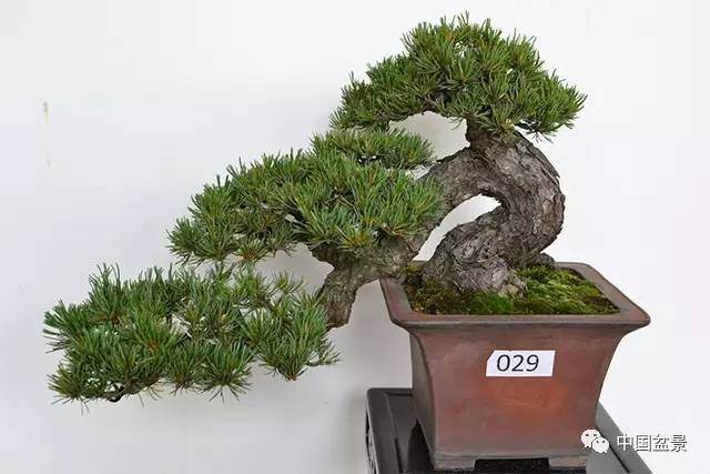 盆景制作者应当熟悉植物的生理系统