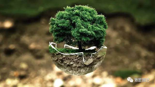 盆景制作基本功：育坯