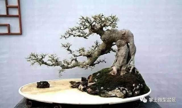 小技巧:样采用树势平衡的方法 来促盆景进弱枝的生长