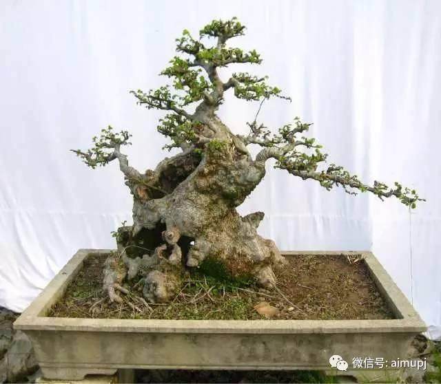 盆景无土栽培新玩法，你也可以试一试的技术