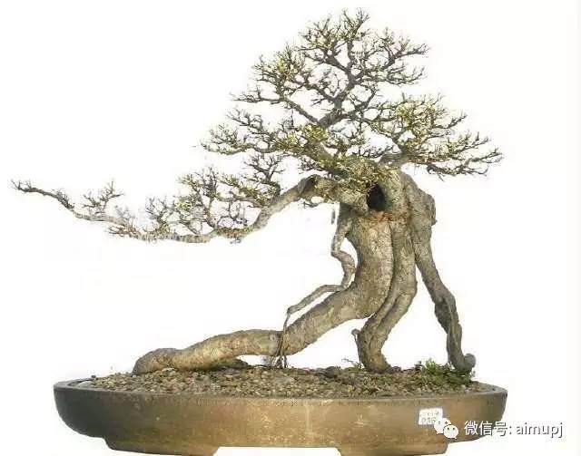 盆景浇水很重要，告诉你什么是见干见湿