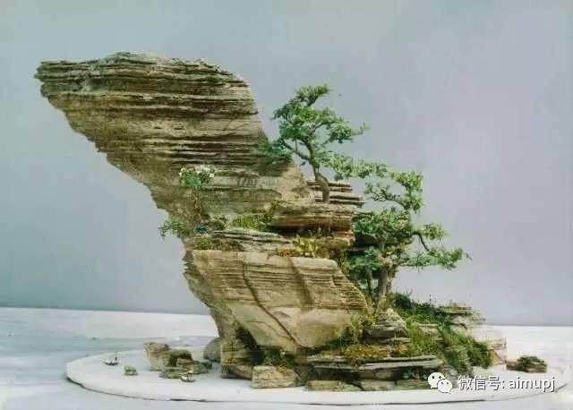 养盆景的9大误区,不用担心养啥啥死啦!