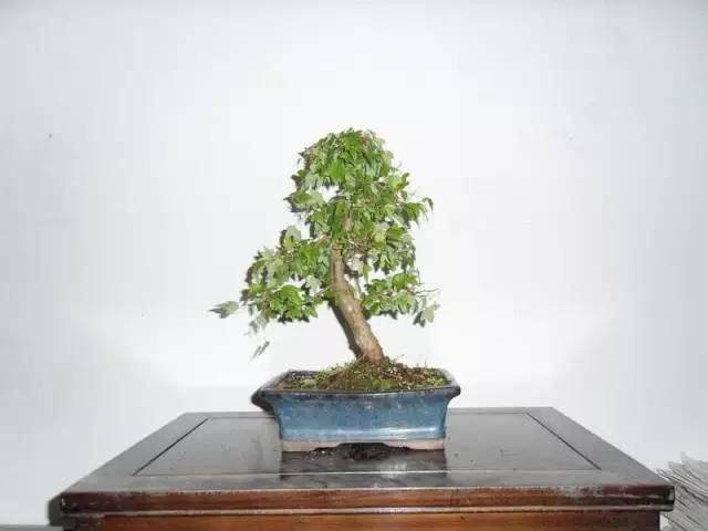 养护盆景金钱松,你必须知道的几件事!