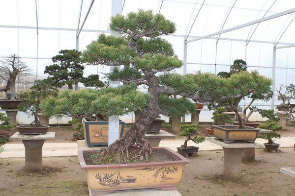 如何栽活树桩盆景？