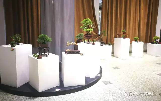 2017上海国际青年盆景论坛暨盆景主题展展品赏