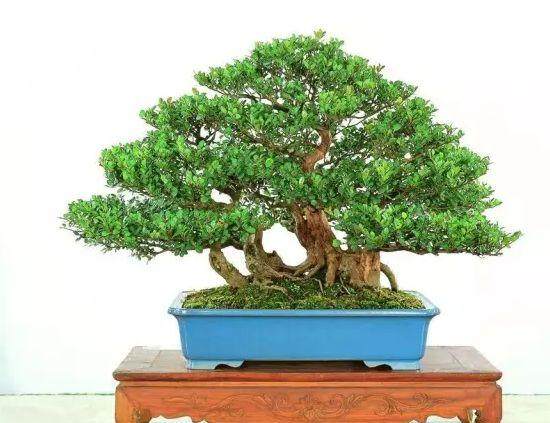 因为出差没照看,盆景脱水了!