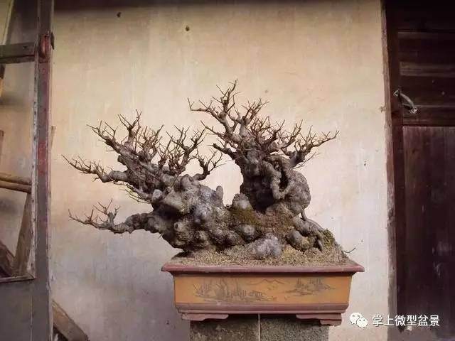 【盆景制作】树姿潇洒挺拔,萌发力强,耐修剪,寿命较长的榆树