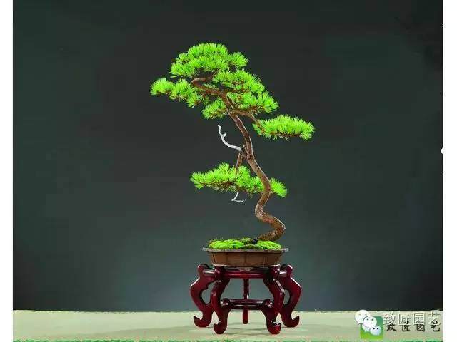 制作欣赏盆景有益健康