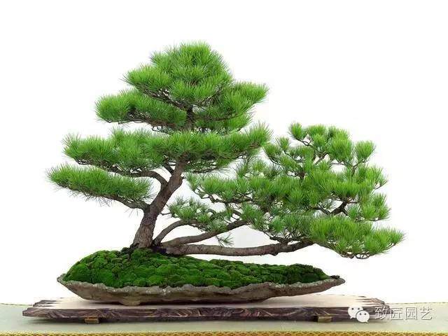 怎样鉴别市场上购买的盆景树桩是否新鲜？